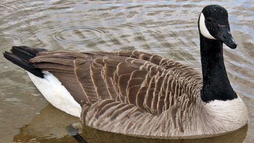 canadian goose water lake