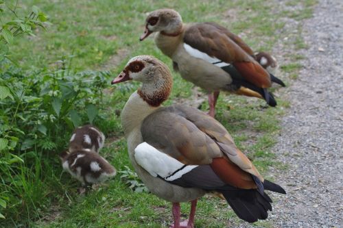 duck water plumage