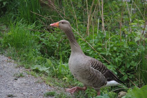 duck water plumage