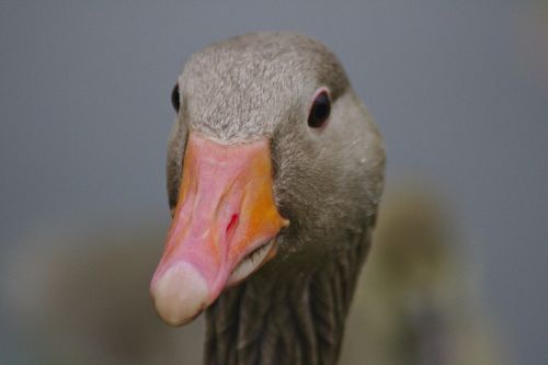 duck head bill