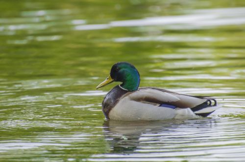 duck wild wildlife