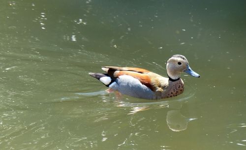 duck water bird duck bird