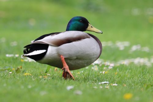 duck mallard grass