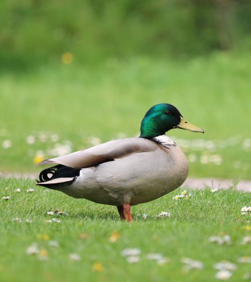 duck mallard grass