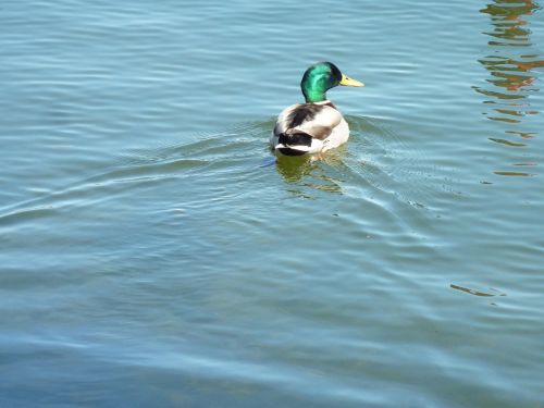 duck mallard water bird