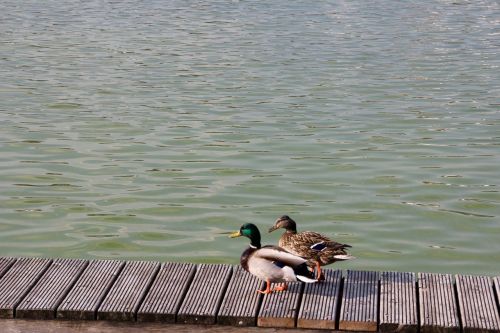 duck pair mallards