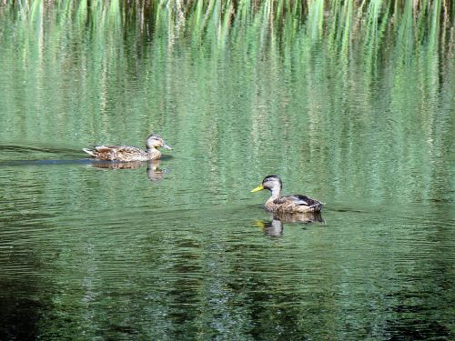 duck wild ducks pond