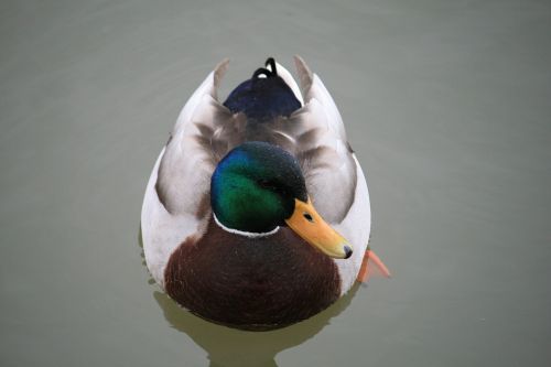 duck water bird duck bird