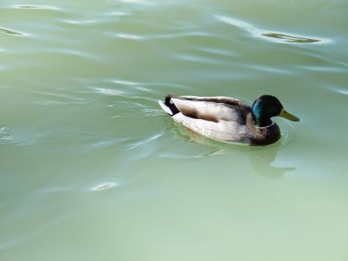 duck lake animal