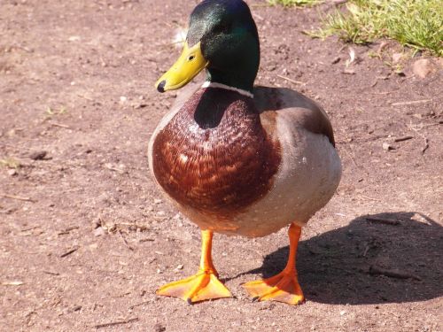 duck colorful close