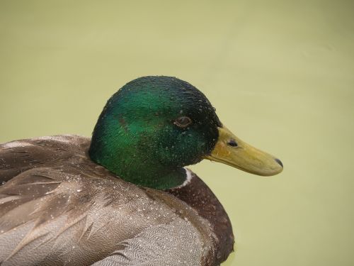 duck rain water