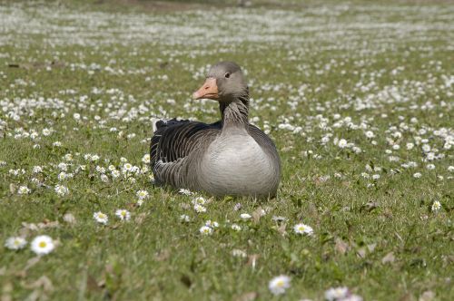 duck spring park