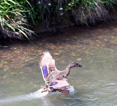duck wild river
