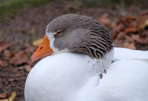 duck nature plumage