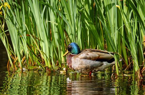 duck animal water bird