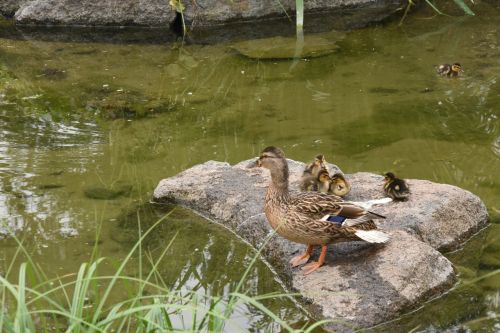 duck family nature