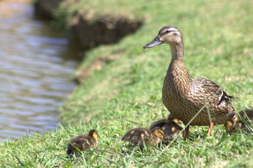 duck babies mallard
