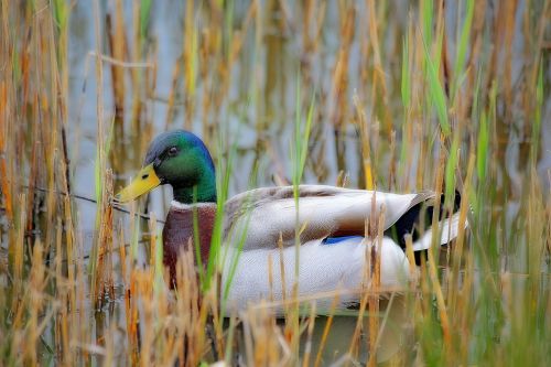 duck green collar nature