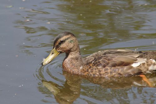 duck chicks water