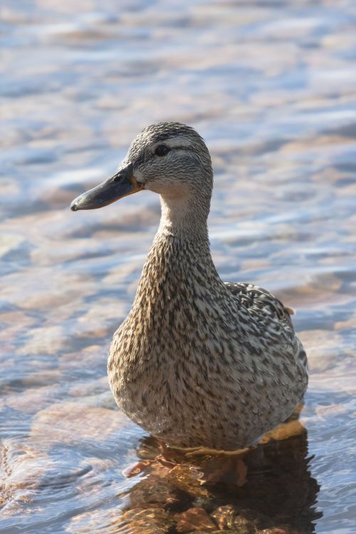 duck mallard young