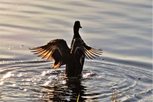 duck water bird pond