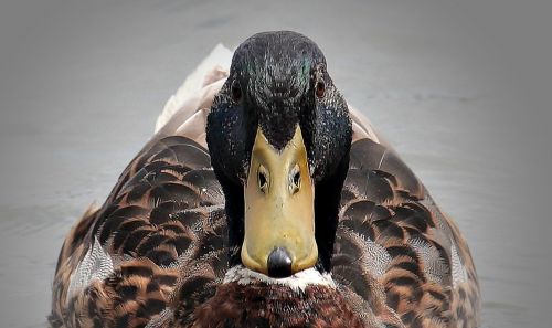 duck lake water