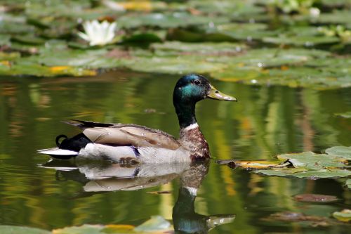 duck mallard pond