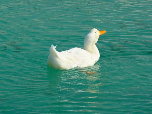 duck white ducks