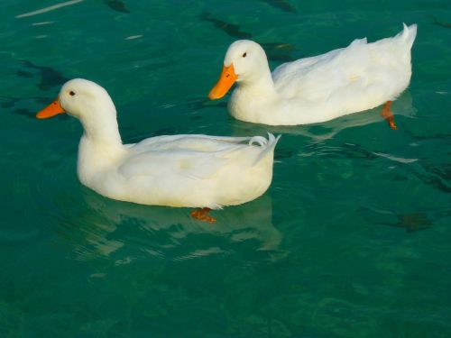 duck white ducks