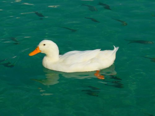 duck white ducks