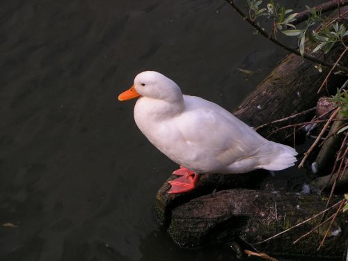 duck white waterfowl