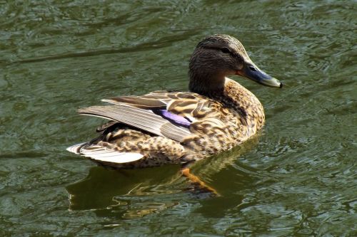 duck mallards water