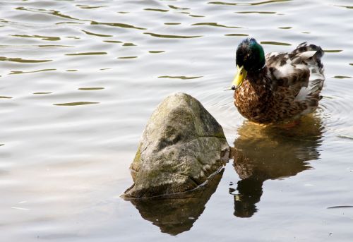 duck nature animals