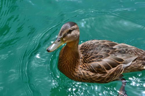 duck mallard female