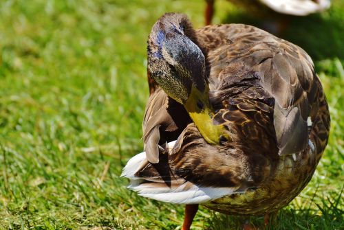 duck water bird poultry