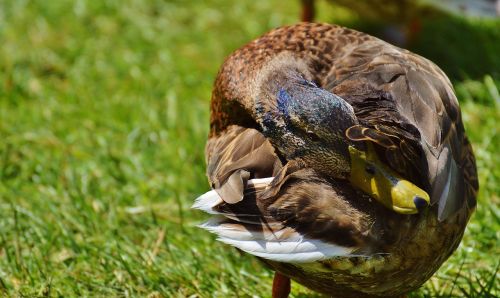 duck water bird poultry