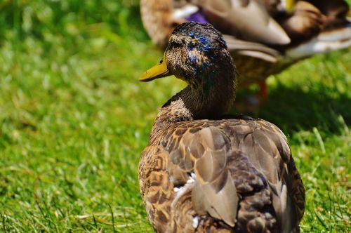 duck water bird poultry