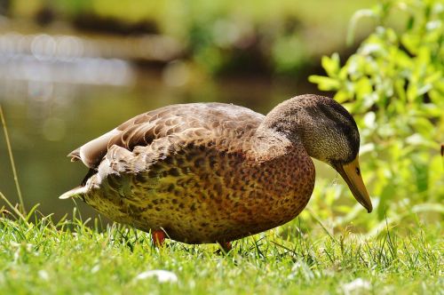 duck water bird poultry