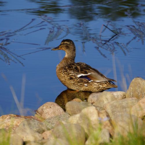 duck waterfowl brown bird