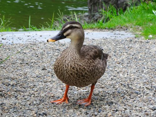 duck standing japan