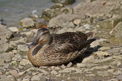 duck pond lake