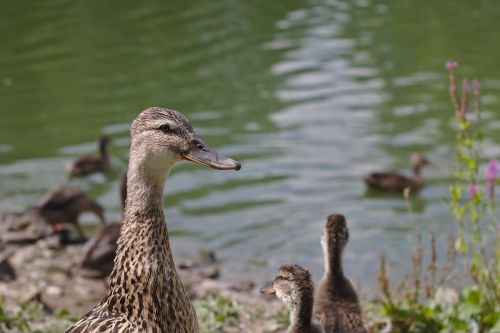 duck pond lake