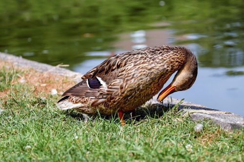 duck animal water bird