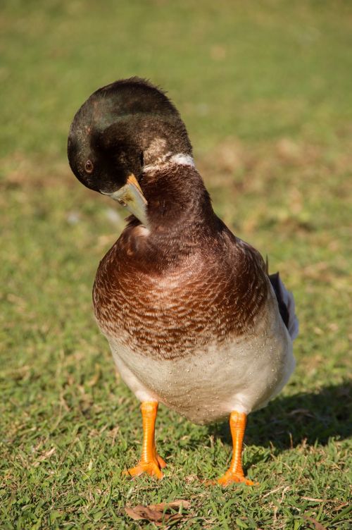 duck preening feathers