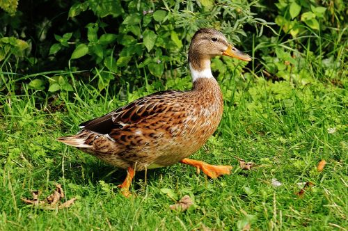 duck water bird poultry