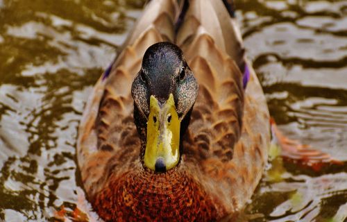 duck water bird poultry