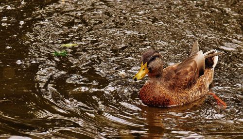 duck water bird poultry