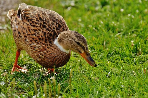 duck water bird poultry