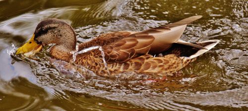 duck water bird poultry