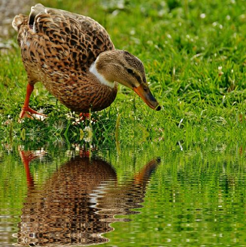 duck water bird water